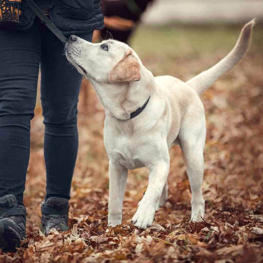 treningu posłuszeństwa dla Labrador Retrievera