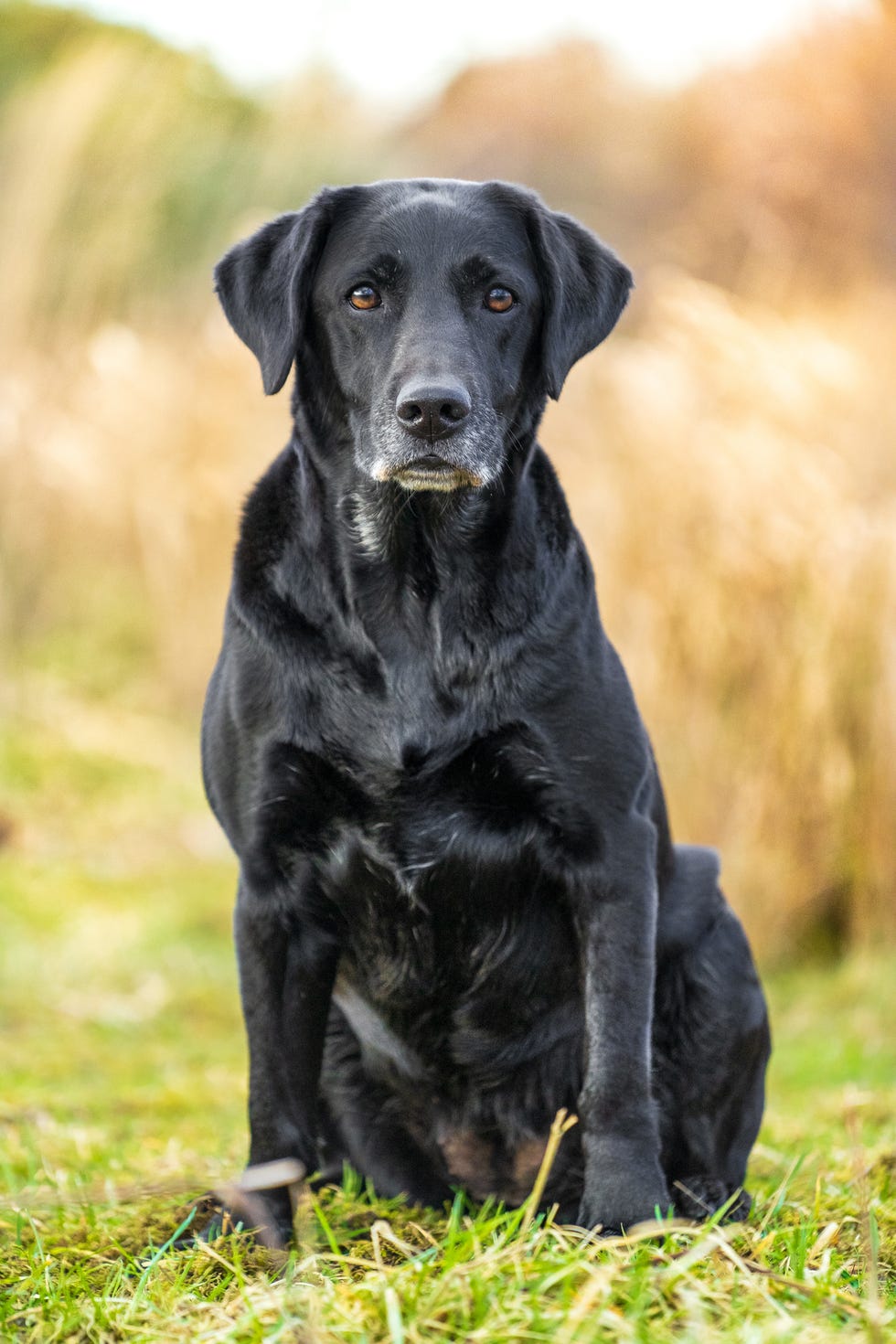 Wybieramy labradora: Ocena charakteru i temperamentu szczeniąt dla przyszłego opiekuna