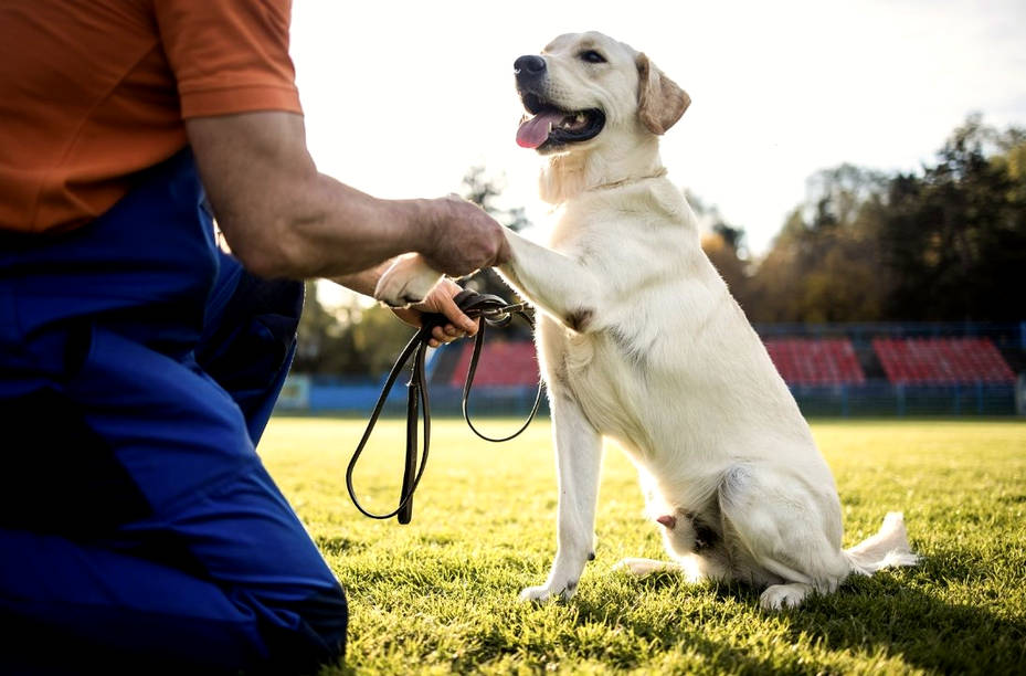 Efektywne szkolenie labradora_1