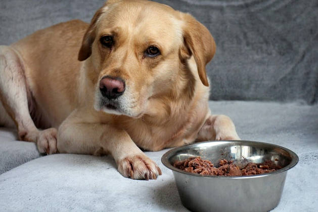 O żywieniu labradora retrievera