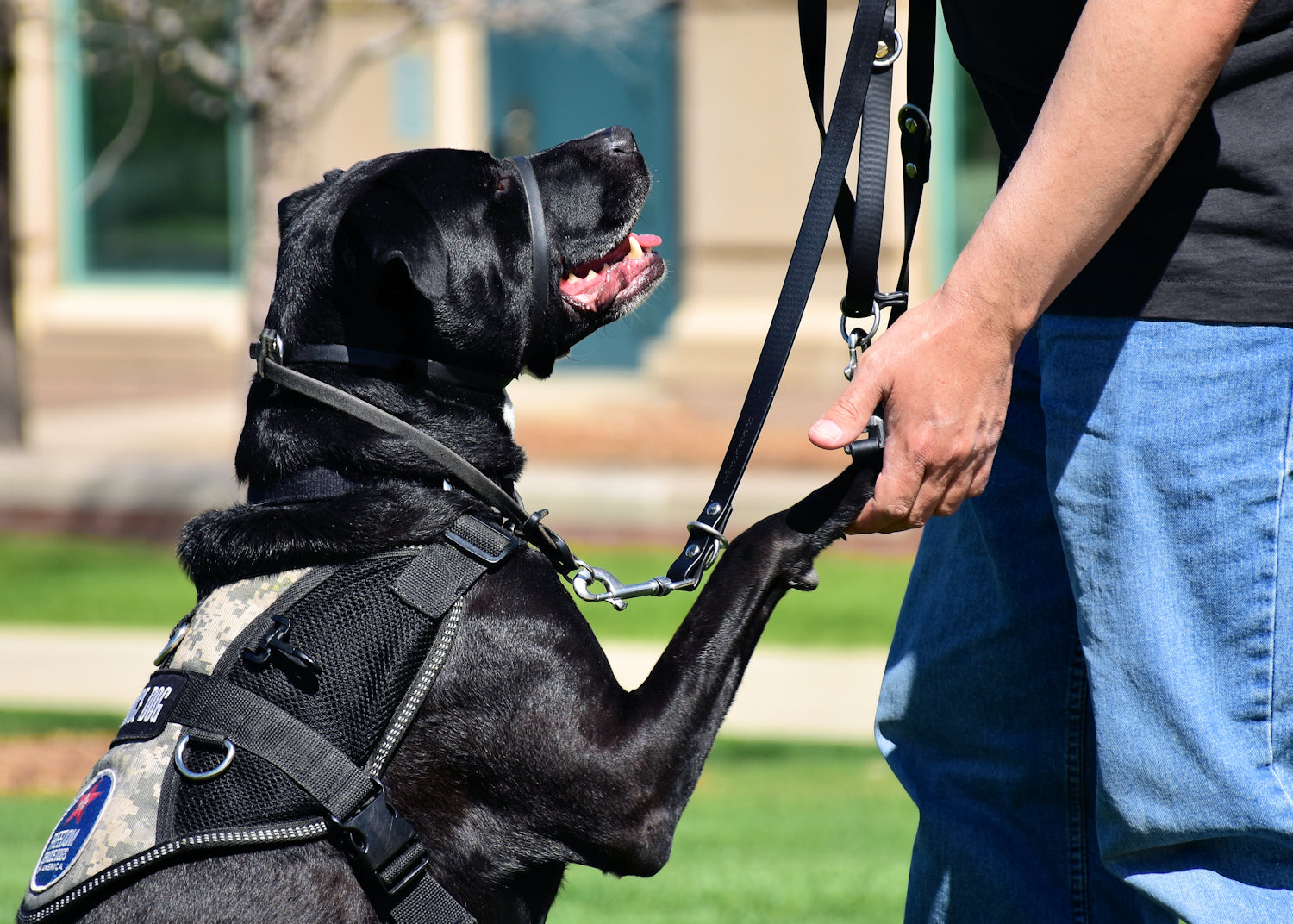 labrador ciągnie smycz strasznie mocno