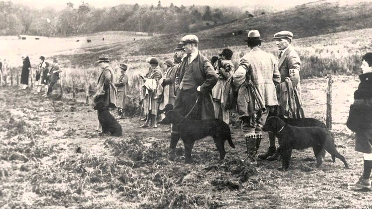 Labradory pochodzą z Nowej Fundlandii, gdzie pomagały rybakom wyławiać sieci i złowione ryby