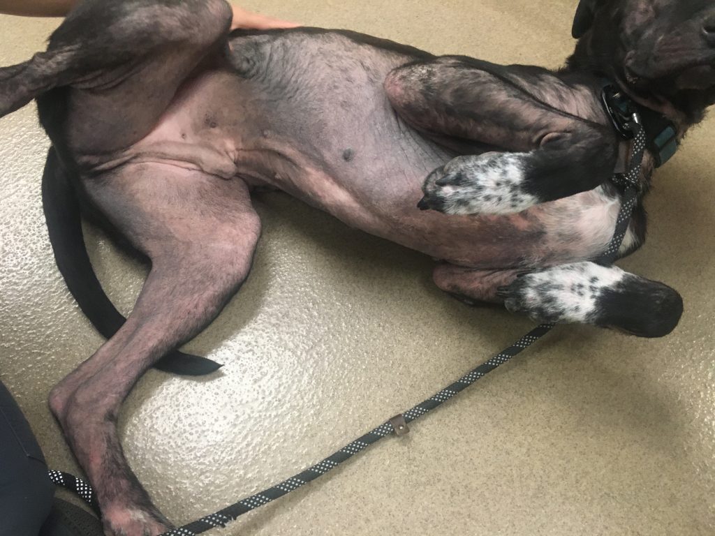 labradory często mają alergie na wołowinę i pszenicę labradory cierpią na alergie pokarmowe