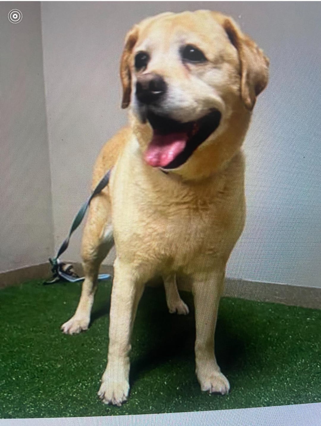 Opieka nad starszym labradorem wymaga łagodnych spacerów i specjalnej diety