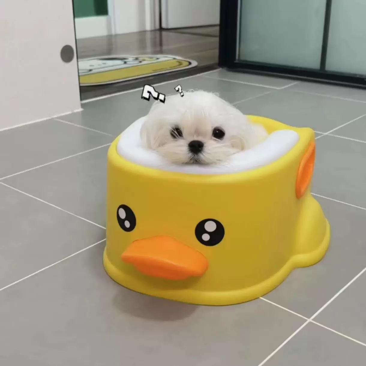 składana wanna ułatwia kąpiel psa