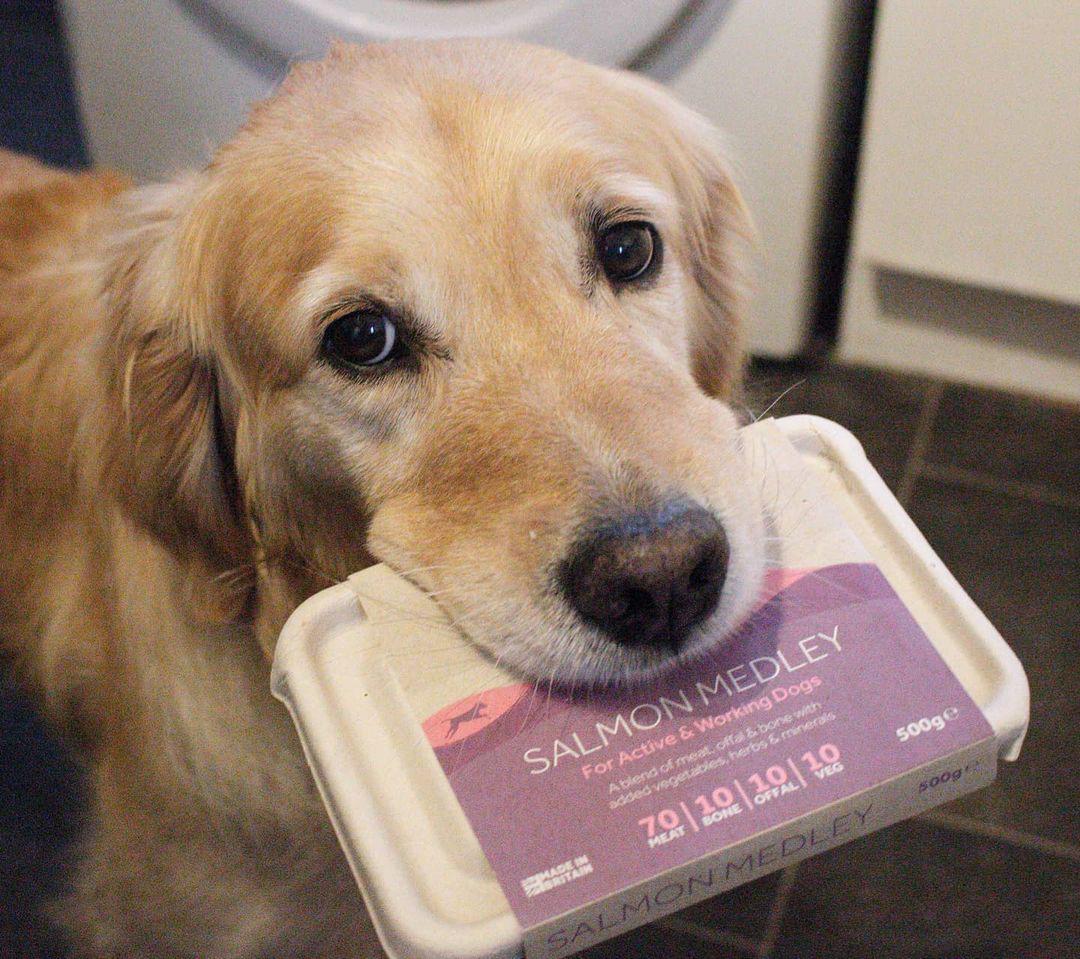 surowe mięso wzmacnia labradora naturalnie