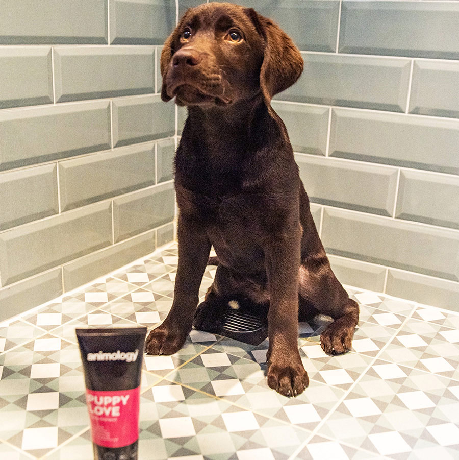 Regularne szczotkowanie i kąpiele pomagają utrzymać zdrową, lśniącą sierść labradora