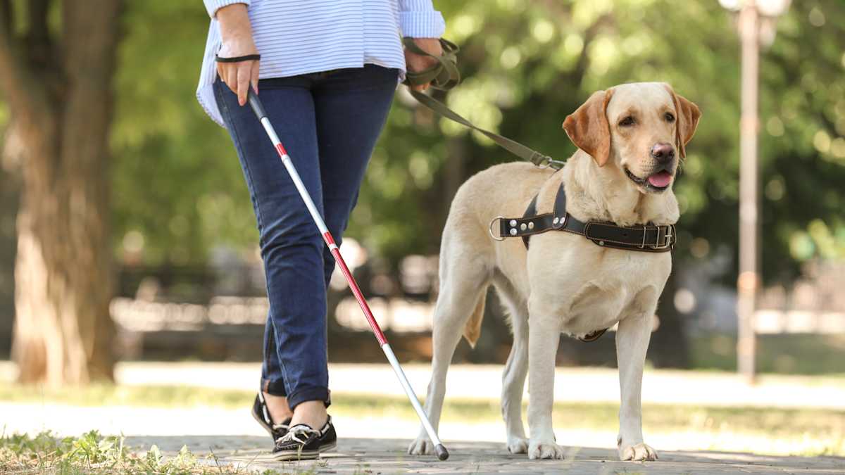 labrador cierpliwie prowadzi niewidomego przez miejskie ulice