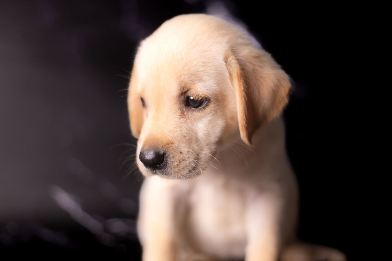 labrador smycz